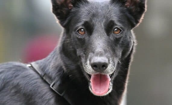 Deutsche Dogge-Mix Elea