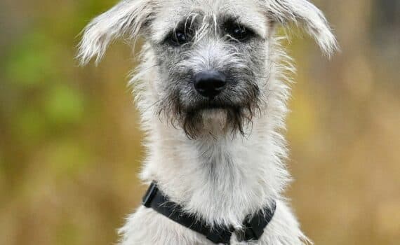 Rhodesian Ridgeback-Mix Odin