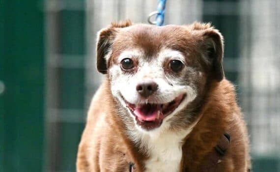 Clio - Rottweiler - Bild 1