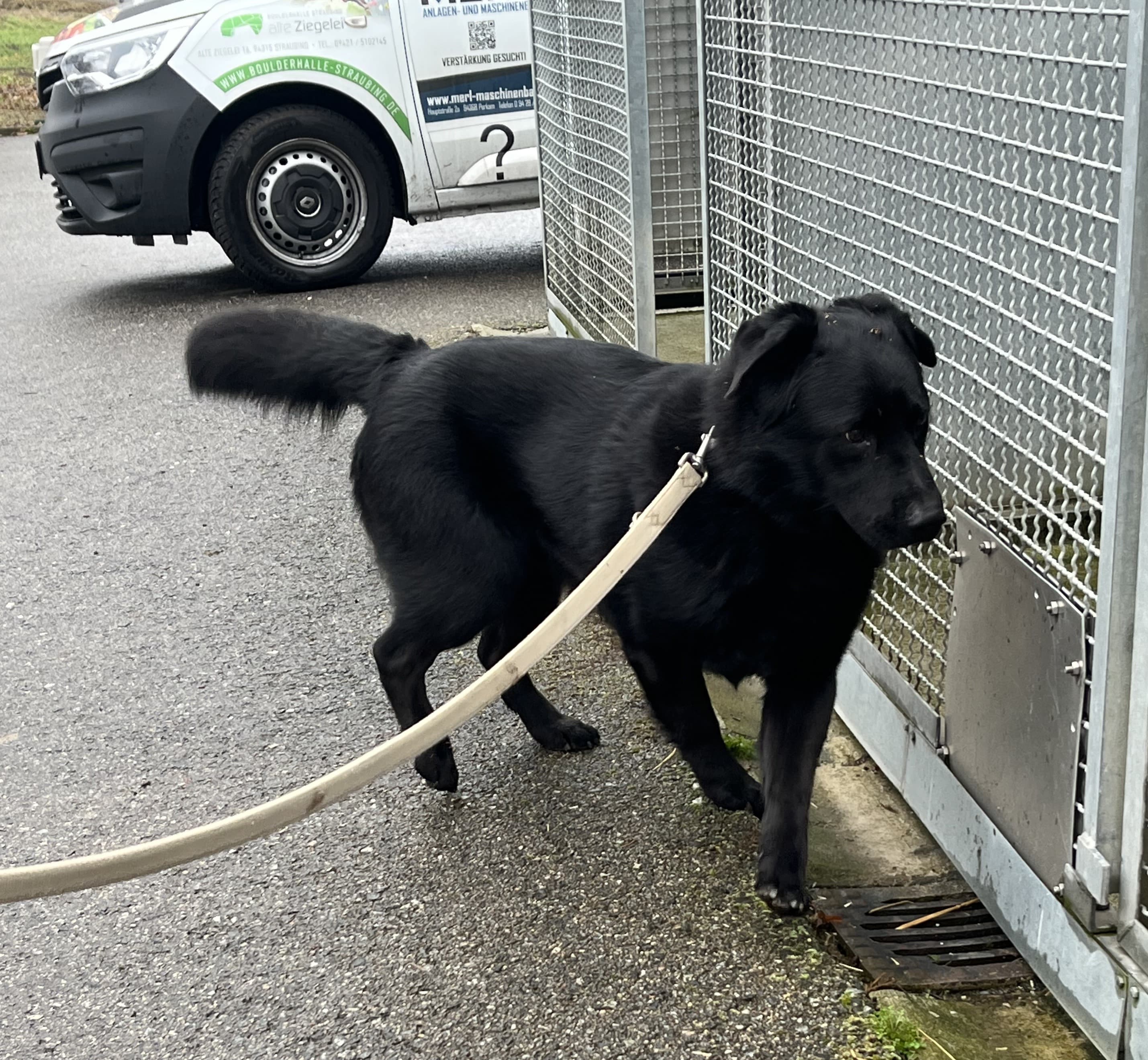 Black - Chow-Chow - Bild 2