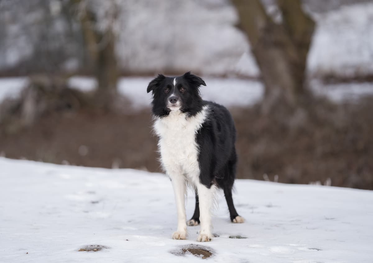 Balu - Border Collie - Bild 2