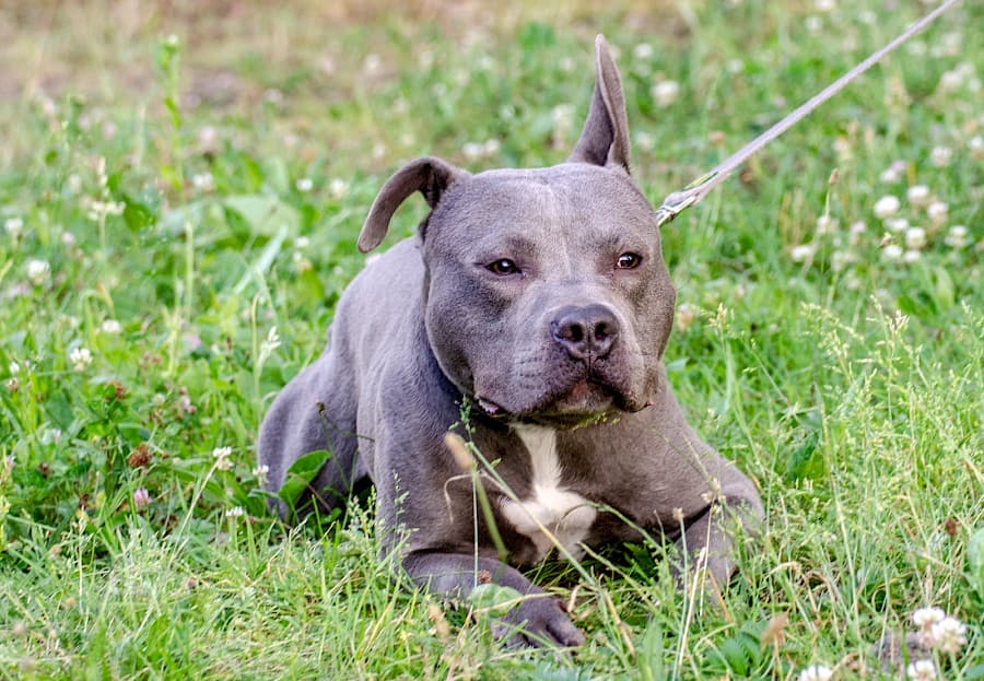 Dias - American Staffordshire Terrier - Bild 4