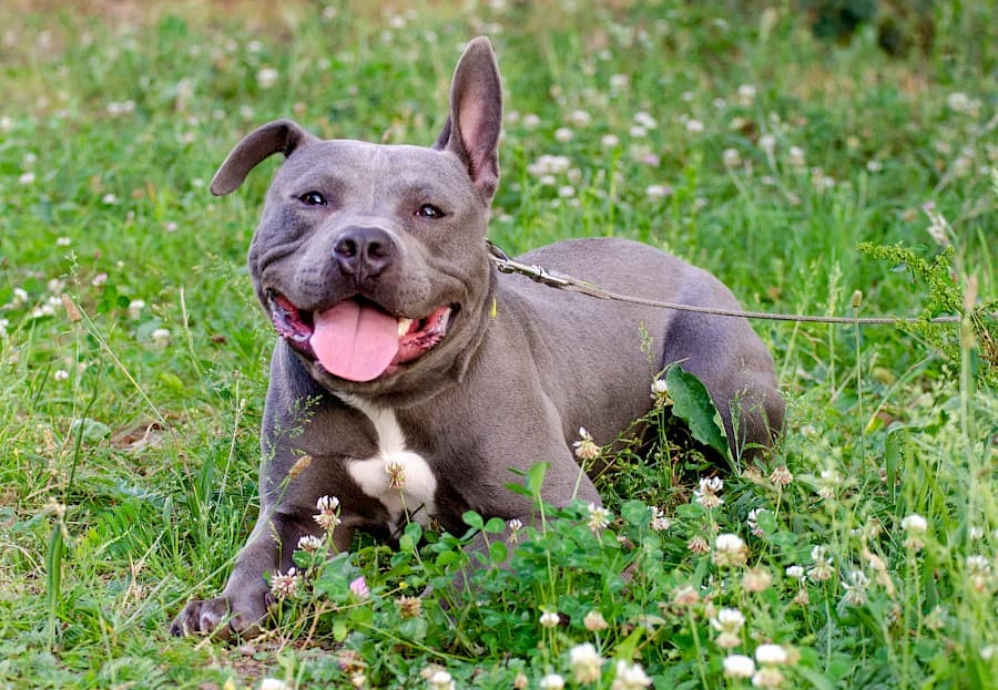 Dias - American Staffordshire Terrier - Bild 7