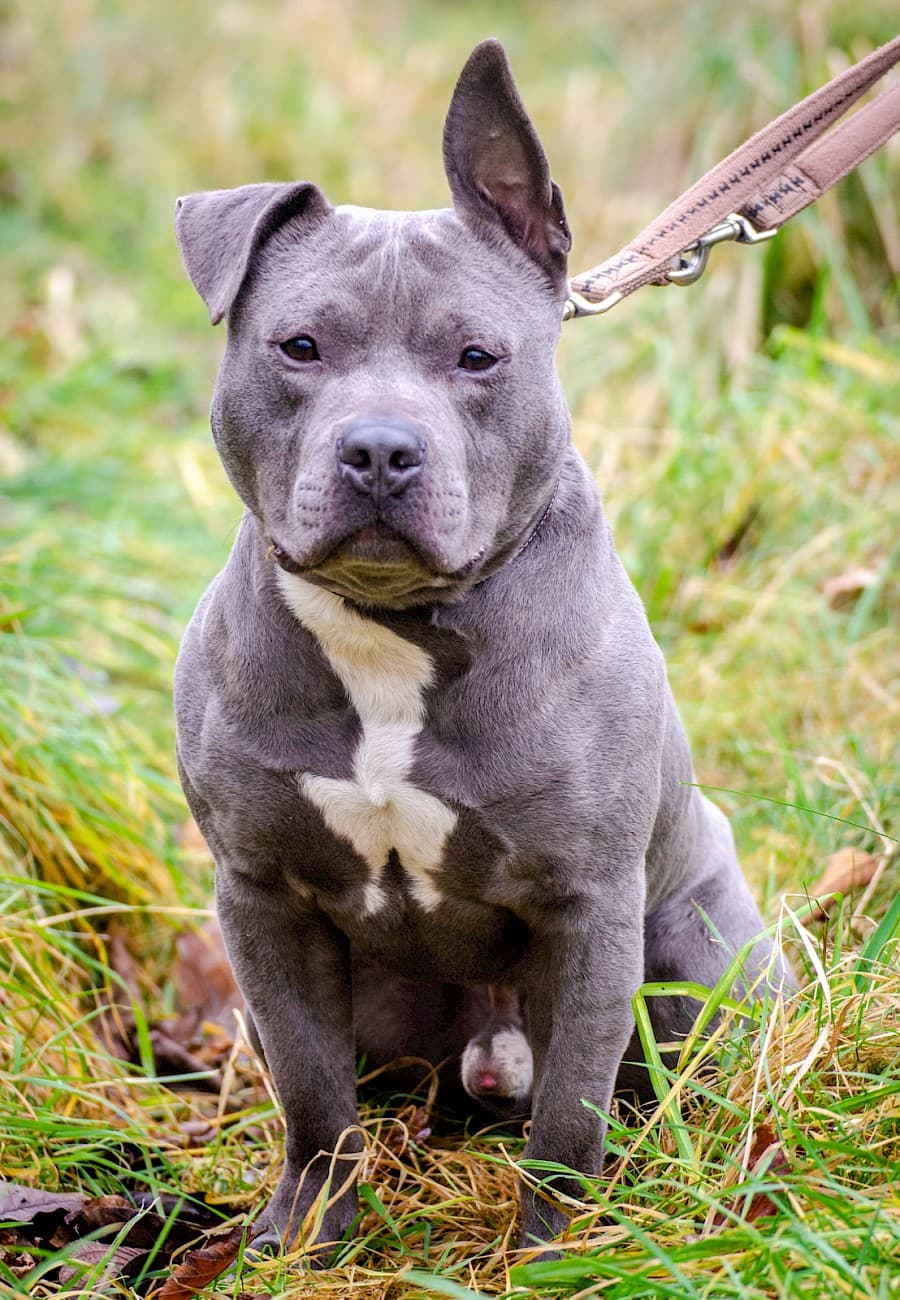 Dias - American Staffordshire Terrier - Bild 21