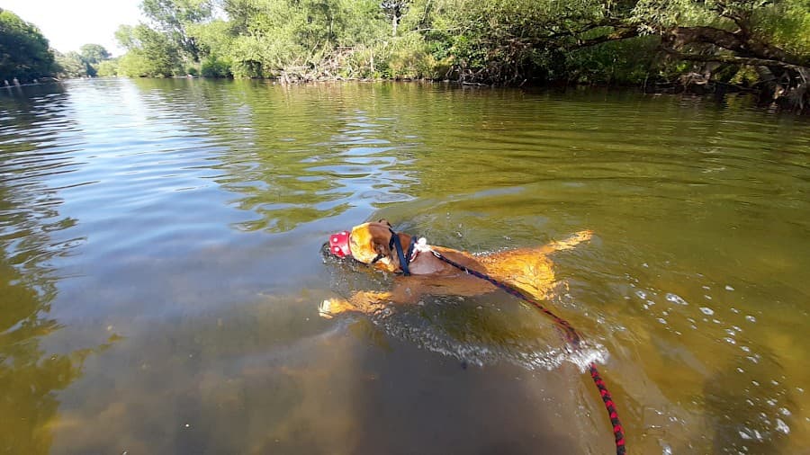 Appo - American Staffordshire Terrier - Bild 8