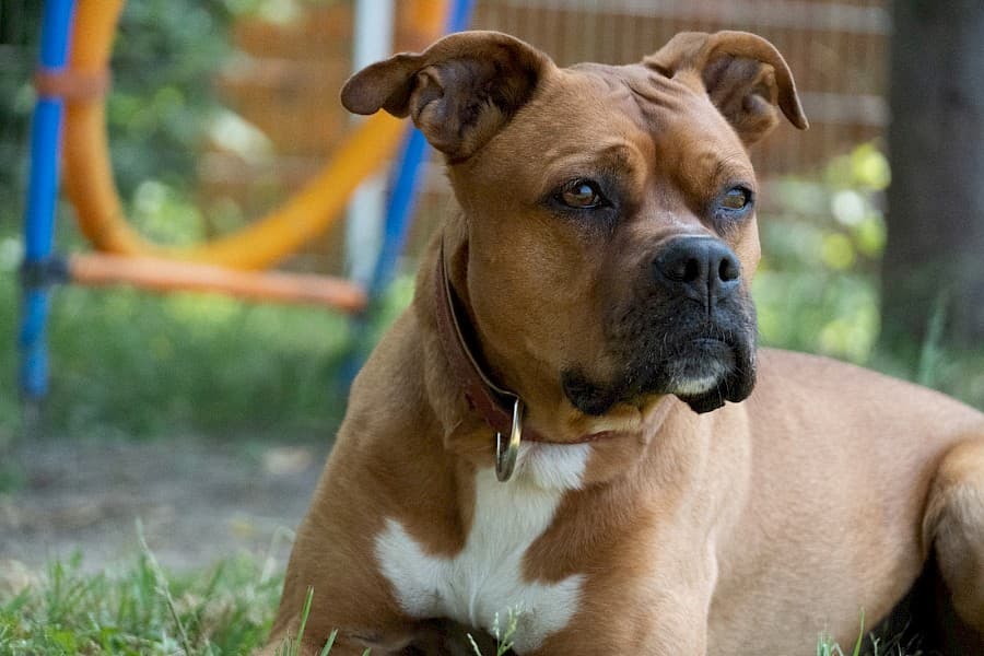 Appo - American Staffordshire Terrier - Bild 3