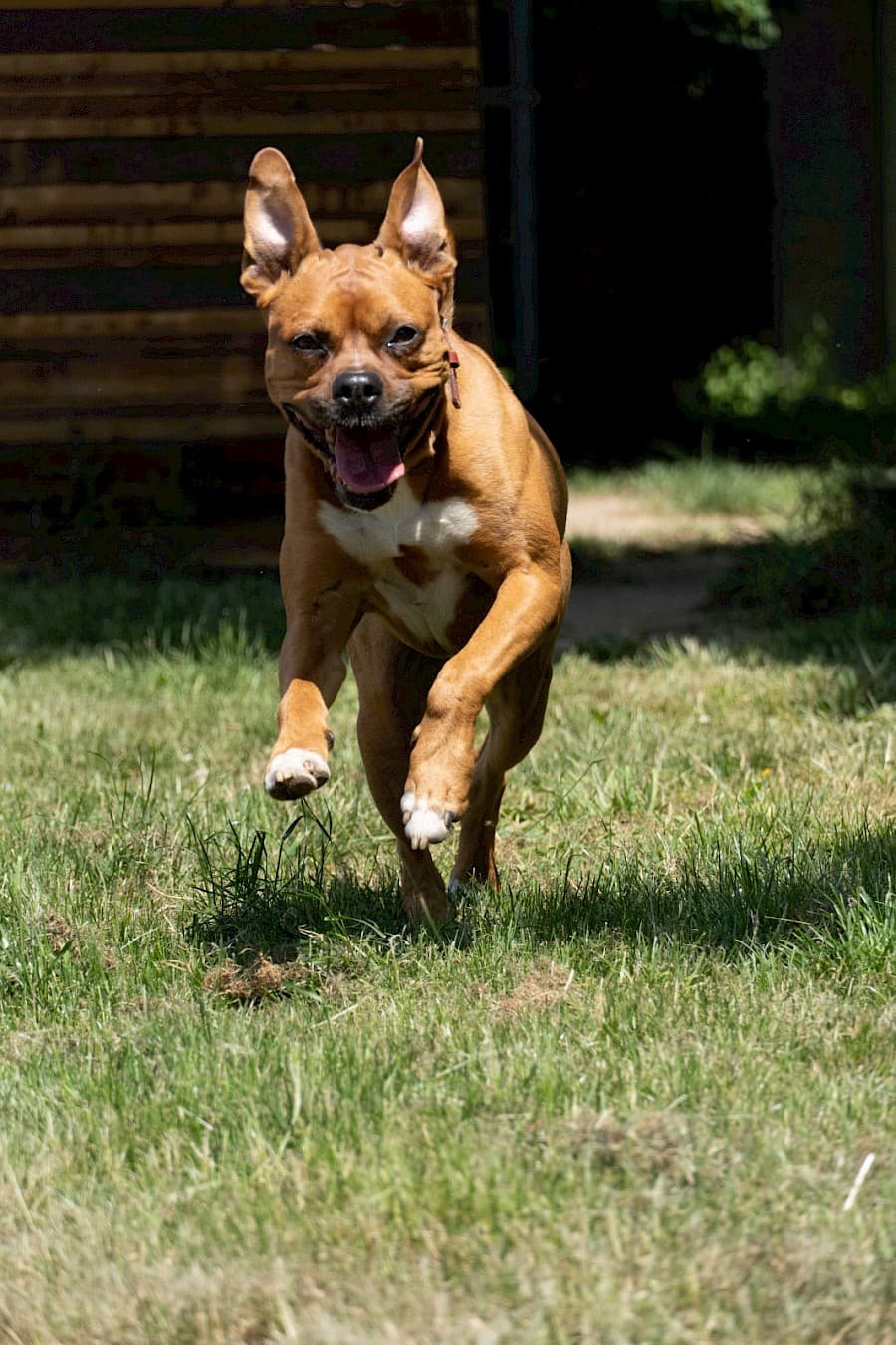 Appo - American Staffordshire Terrier - Bild 7