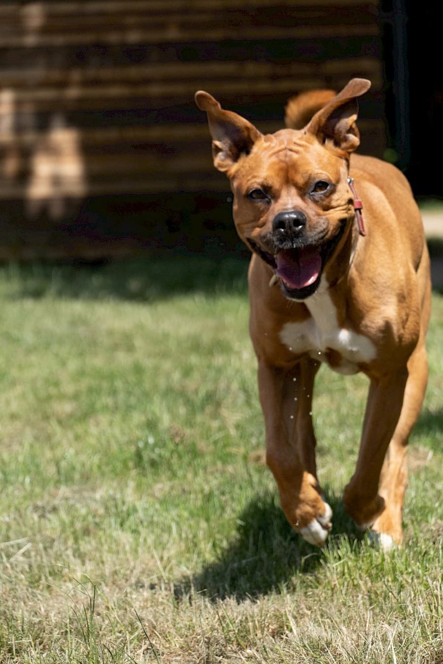 Appo - American Staffordshire Terrier - Bild 4