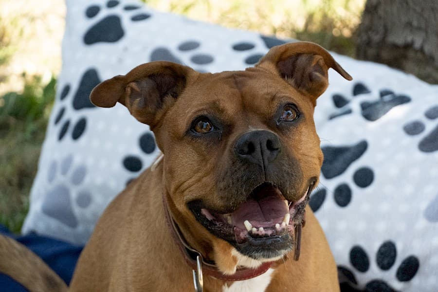 American Staffordshire Terrier-Mix Appo