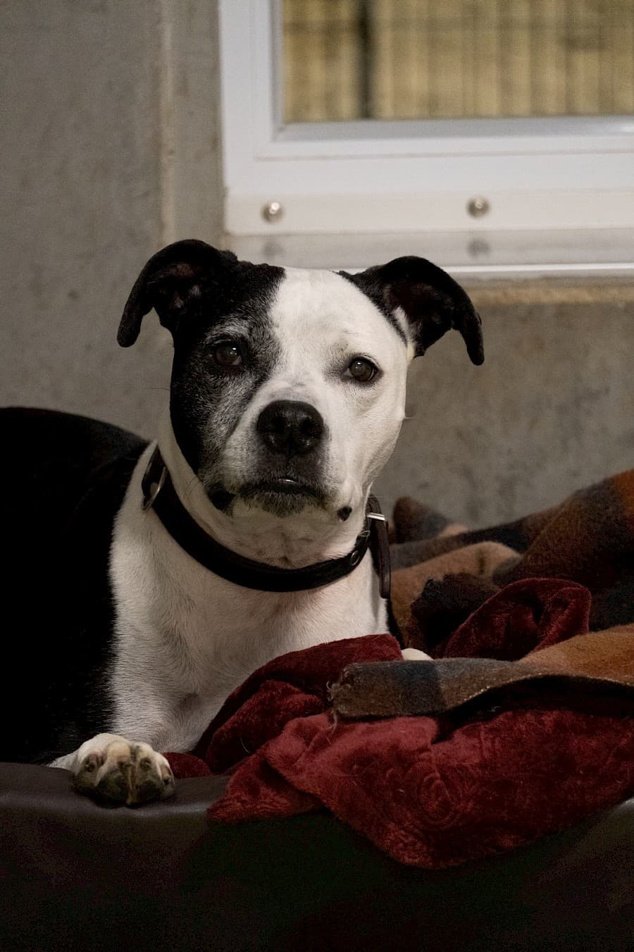 Shelly - American Staffordshire Terrier - Bild 10