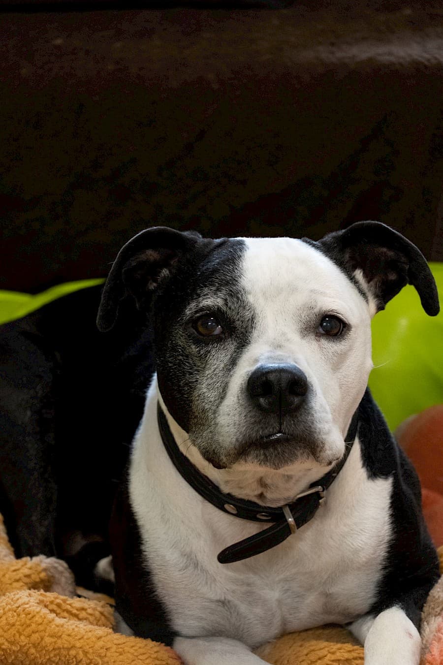 Shelly - American Staffordshire Terrier - Bild 9
