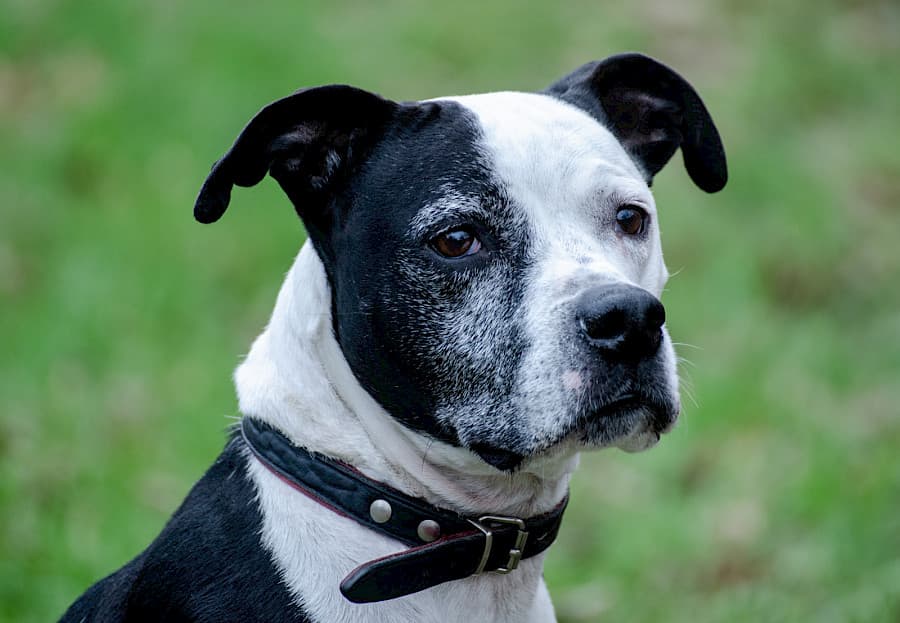 Shelly - American Staffordshire Terrier - Bild 2