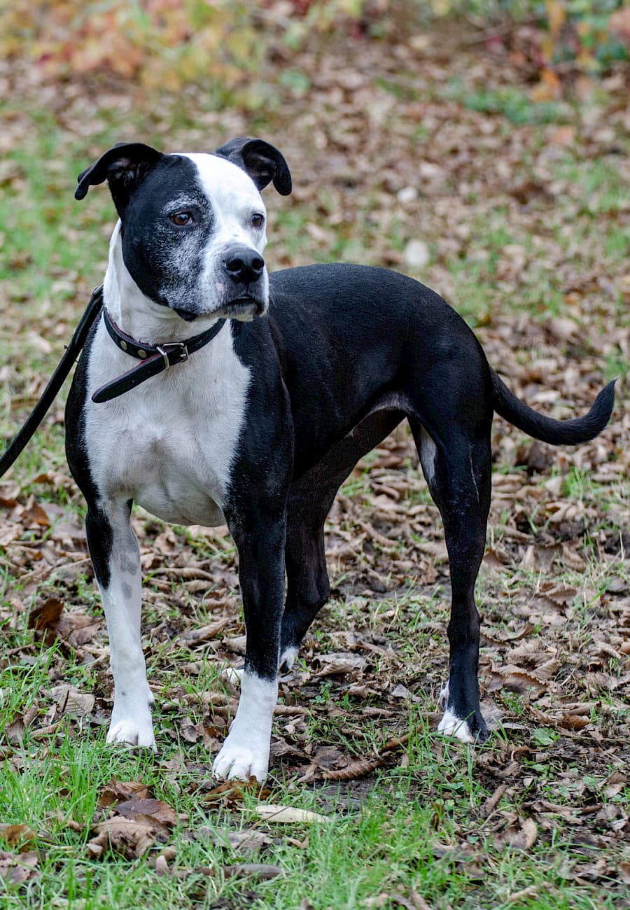 Shelly - American Staffordshire Terrier - Bild 5