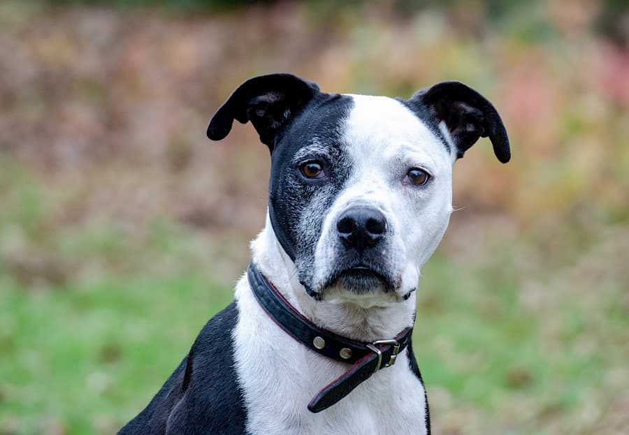 Shelly - American Staffordshire Terrier - Bild 3