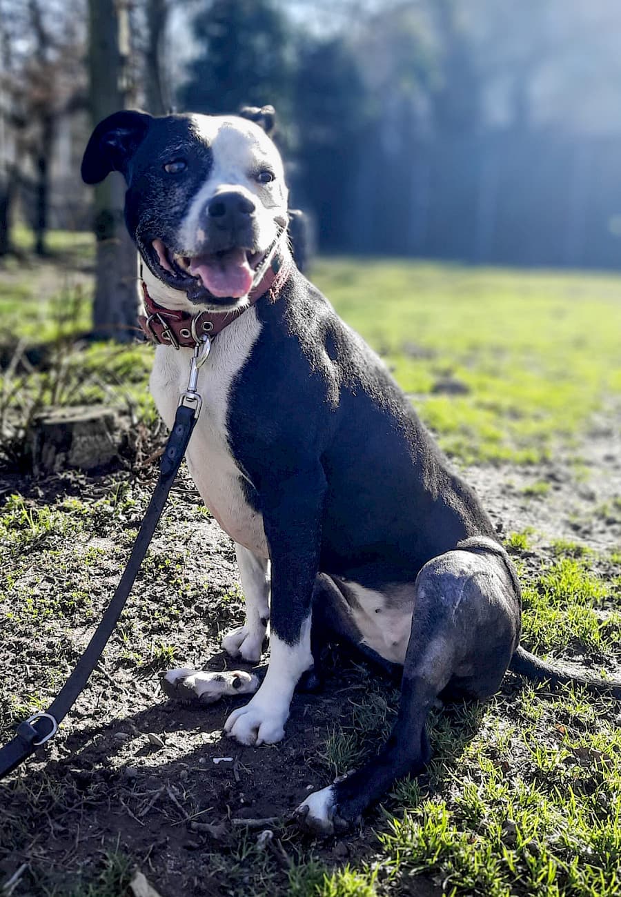 Shelly - American Staffordshire Terrier - Bild 8