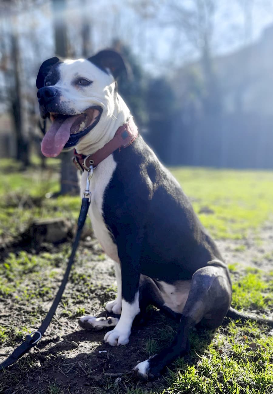 Shelly - American Staffordshire Terrier - Bild 7