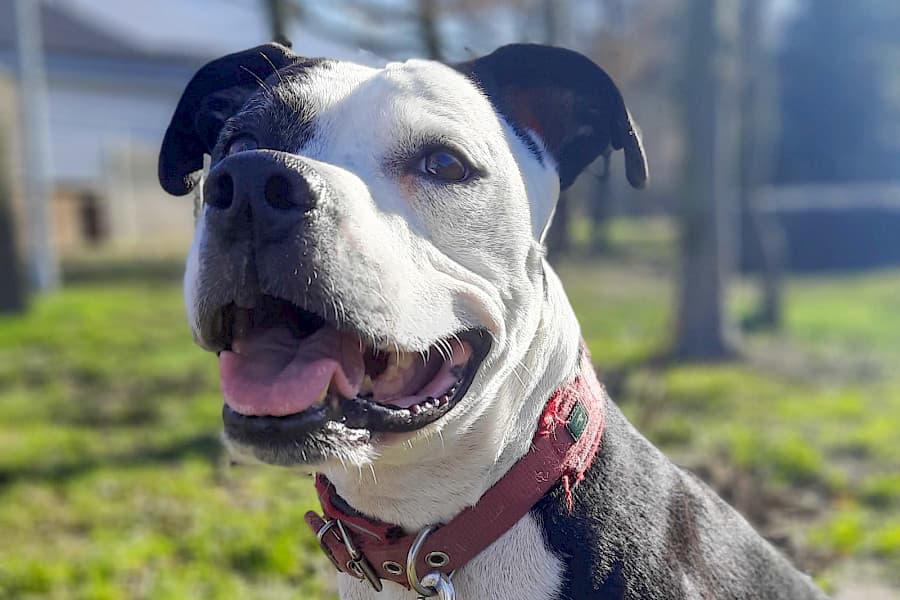 Shelly - American Staffordshire Terrier - Bild 4