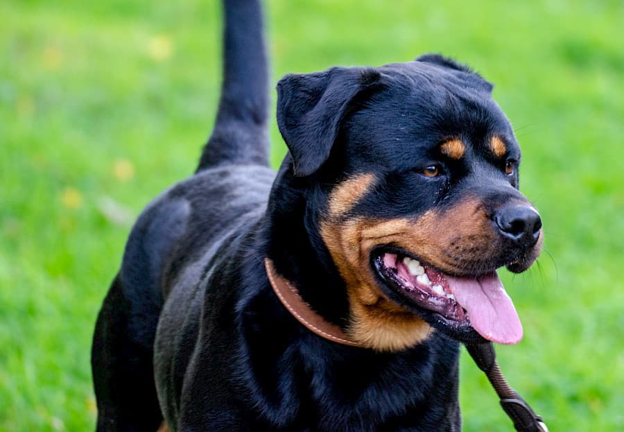 Tiger - Rottweiler - Bild 3