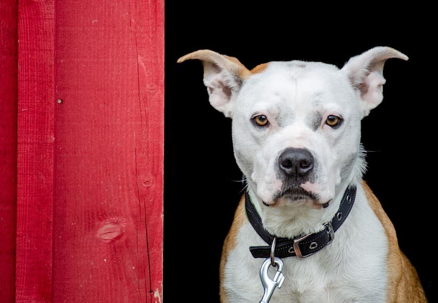 American Staffordshire Terrier-Mix Brunhilde