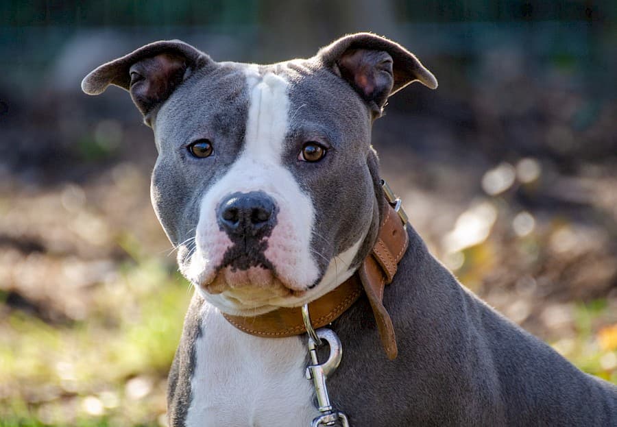 Amy - American Staffordshire Terrier - Bild 9