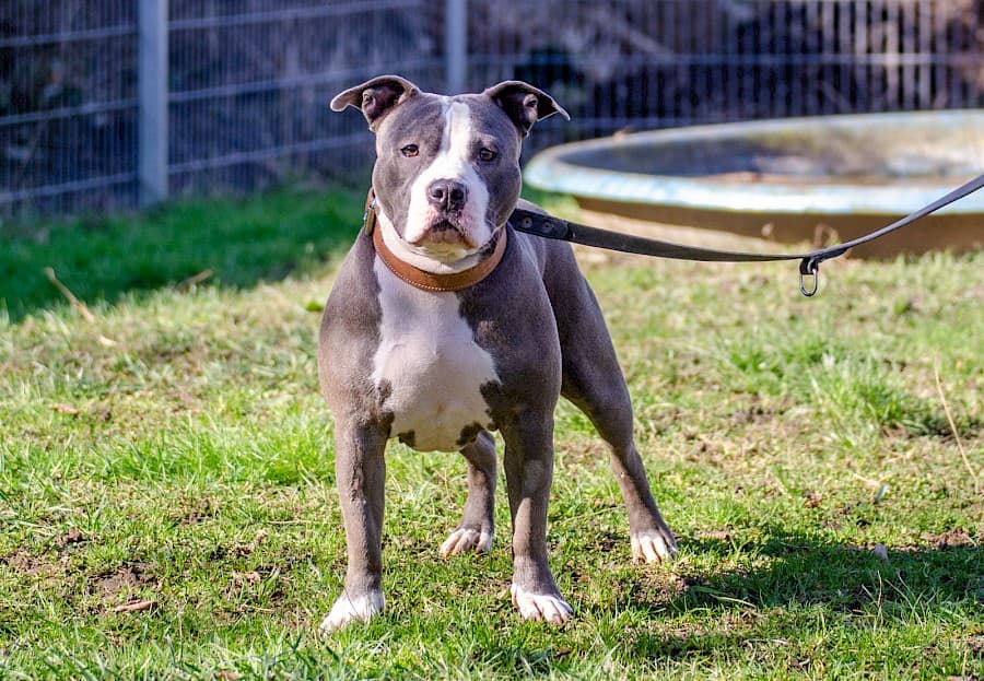Amy - American Staffordshire Terrier - Bild 8