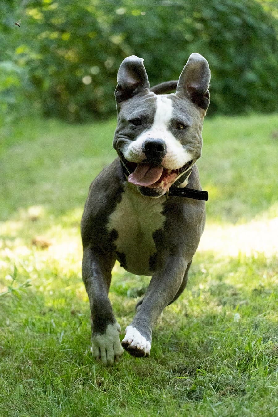 Amy - American Staffordshire Terrier - Bild 3