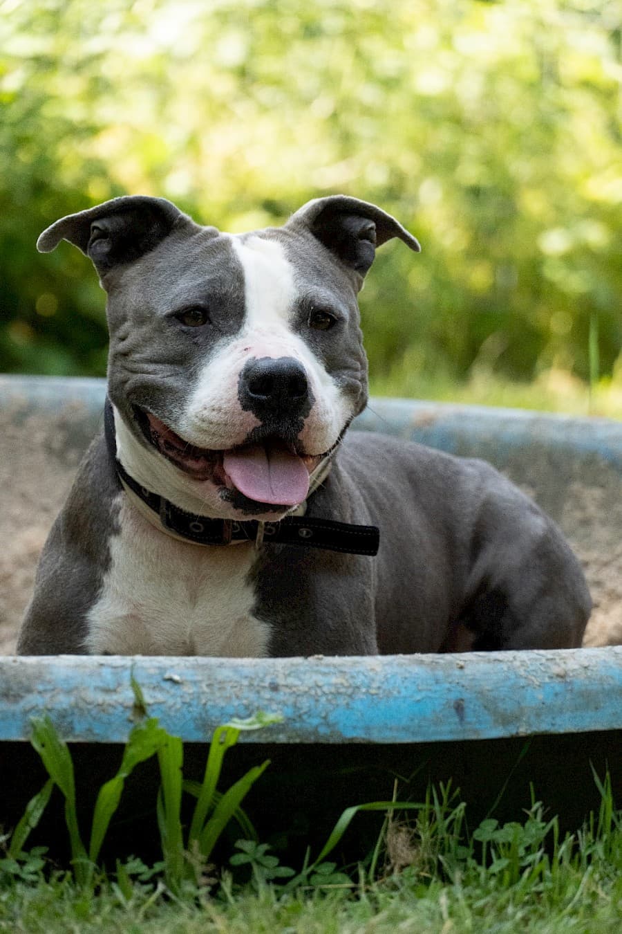 Amy - American Staffordshire Terrier - Bild 5