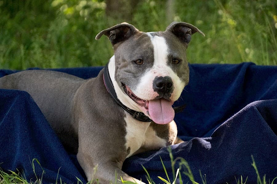 Amy - American Staffordshire Terrier - Bild 6