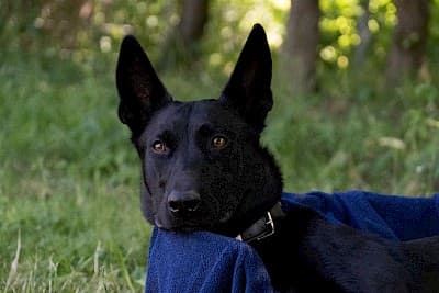 Deutscher Schäferhund-Mix Greta