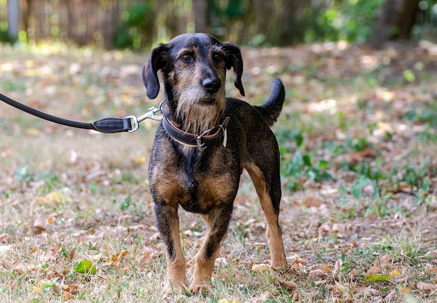 Flo - Dackel - Bild 4