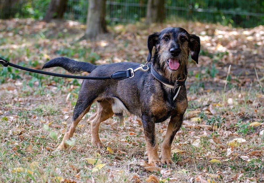 Flo - Dackel - Bild 9