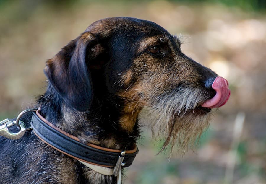 Flo - Dackel - Bild 8