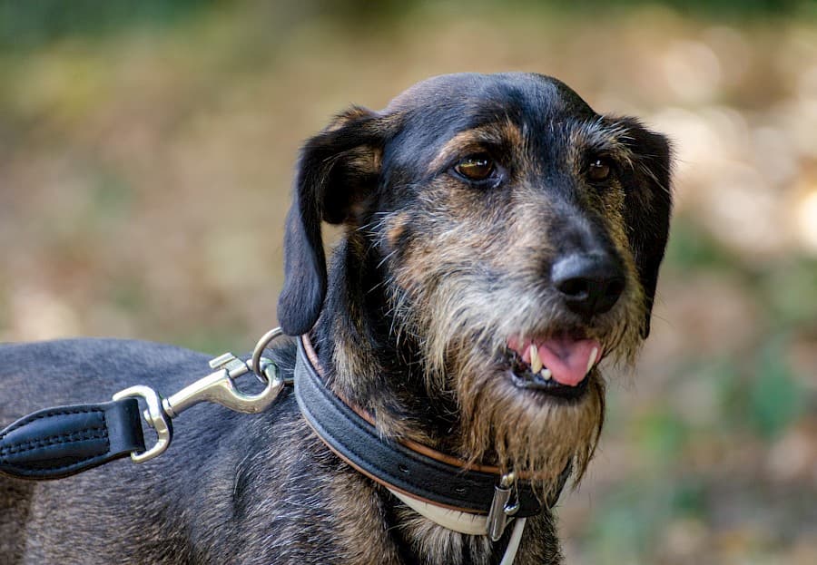 Flo - Dackel - Bild 3