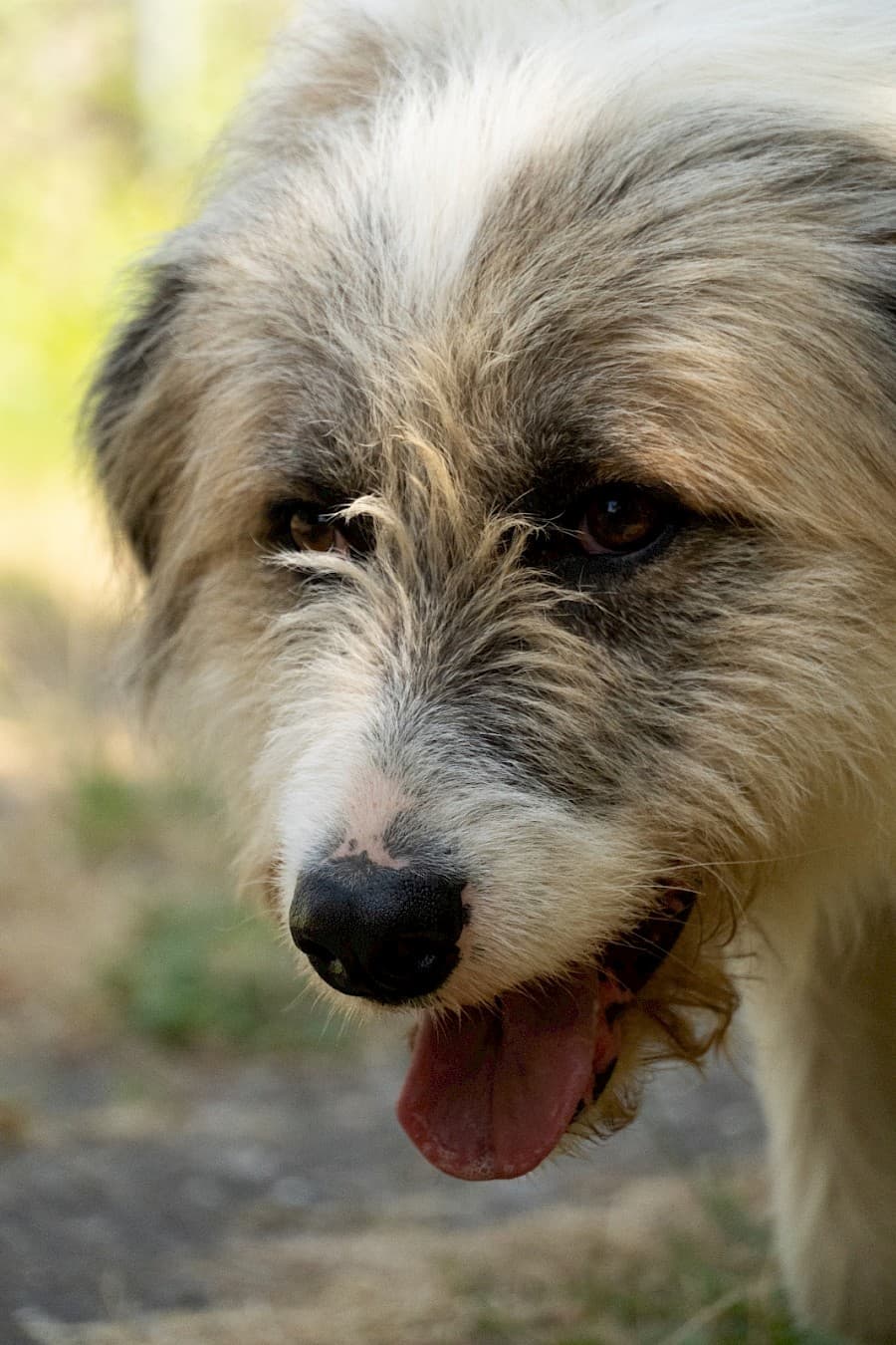 Salo - Ciobănesc Românesc Mioritic - Bild 10