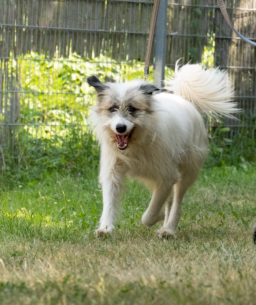 Salo - Ciobănesc Românesc Mioritic - Bild 7