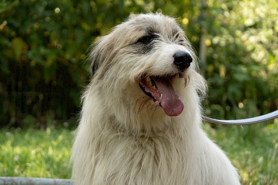 Salo - Ciobănesc Românesc Mioritic - Bild 2