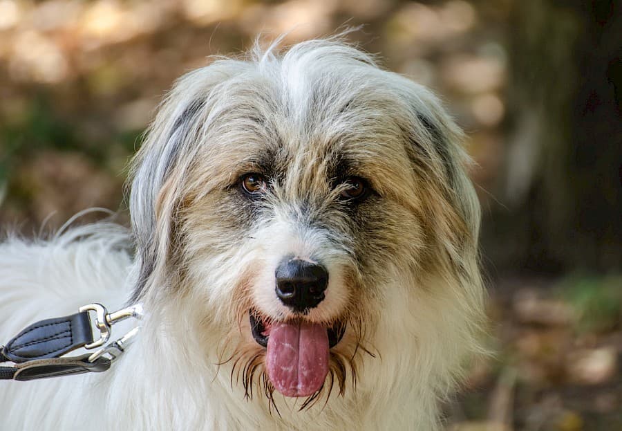 Salo - Ciobănesc Românesc Mioritic - Bild 4