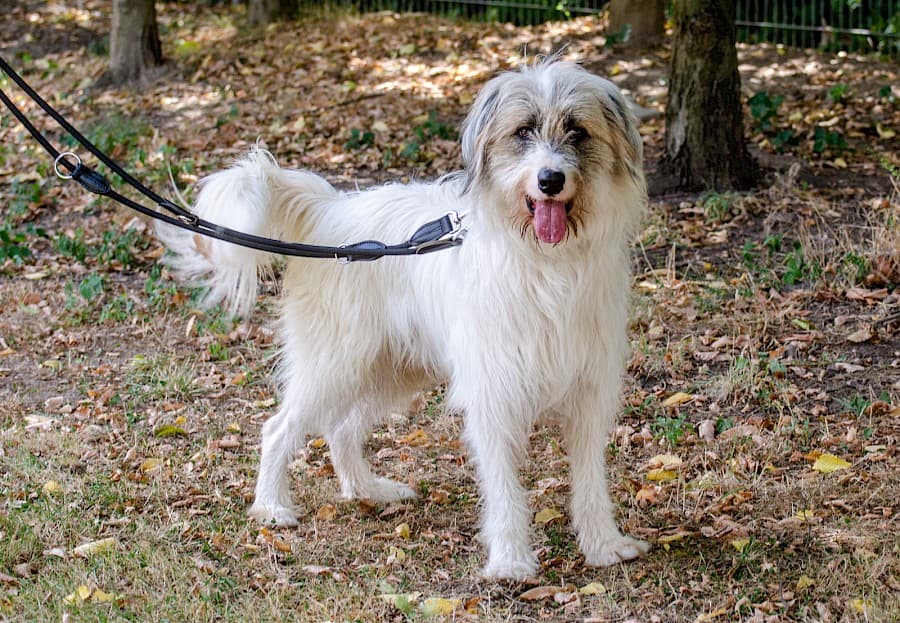 Salo - Ciobănesc Românesc Mioritic - Bild 3