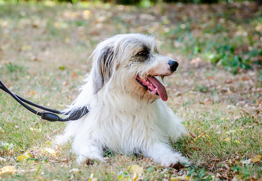 Salo - Ciobănesc Românesc Mioritic - Bild 6