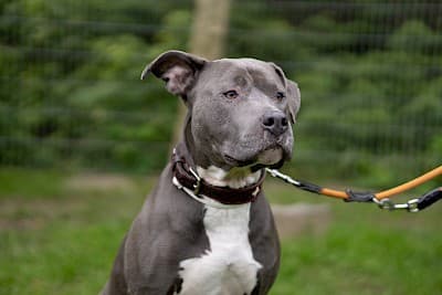 Staffordshire Bullterrier-Mix Buddy