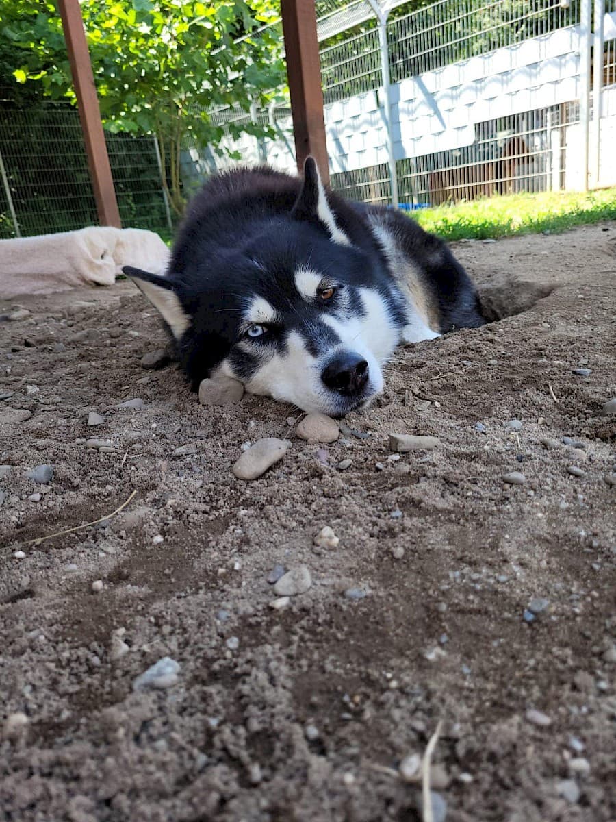 Balto - Siberian Husky - Bild 3