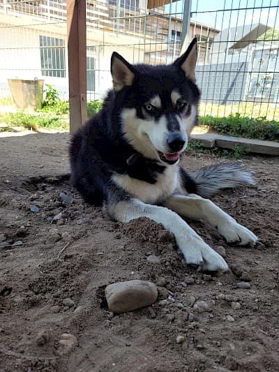 Balto - Siberian Husky - Bild 2