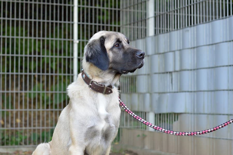 Motte - Kangal-Hirtenhund - Bild 3