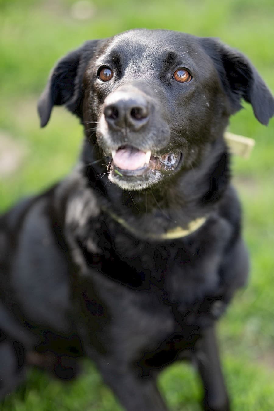 Knut - Labrador Retriever - Bild 11