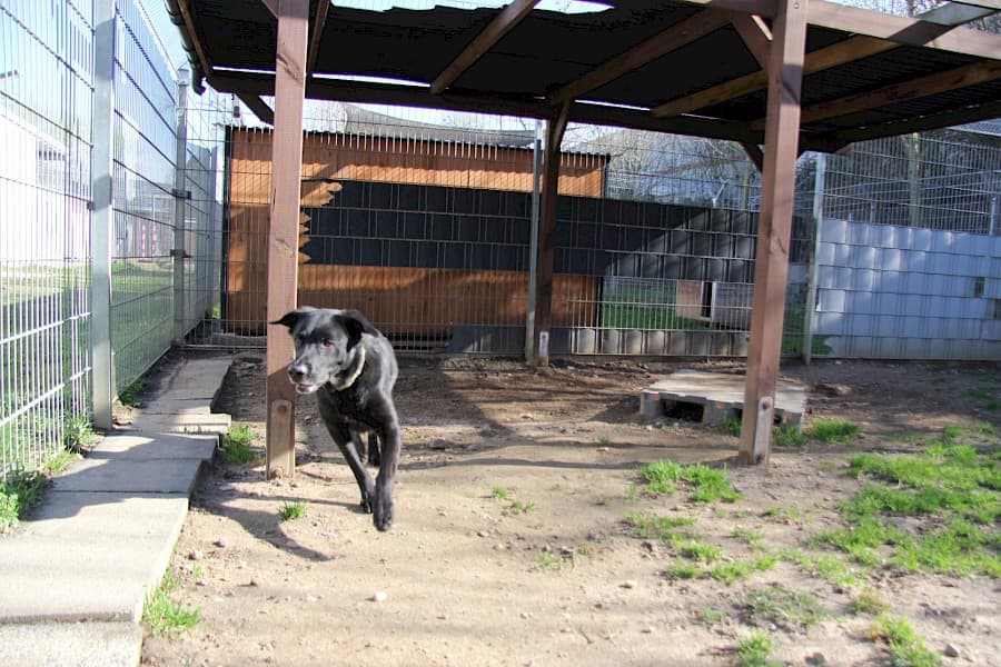 Knut - Labrador Retriever - Bild 10