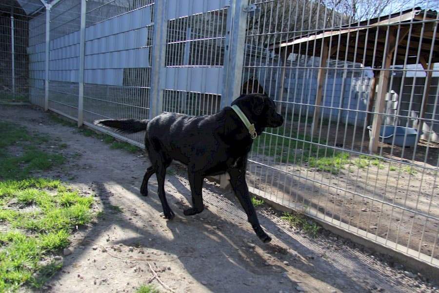 Knut - Labrador Retriever - Bild 7