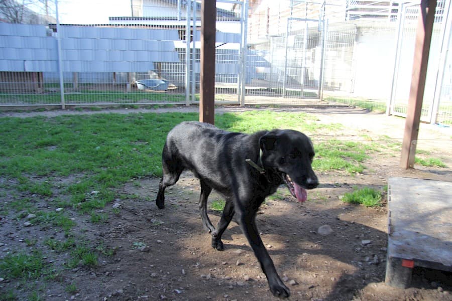 Knut - Labrador Retriever - Bild 4