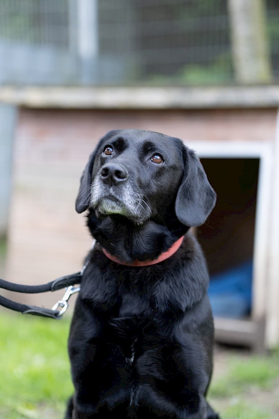 Milo - Labrador Retriever - Bild 7