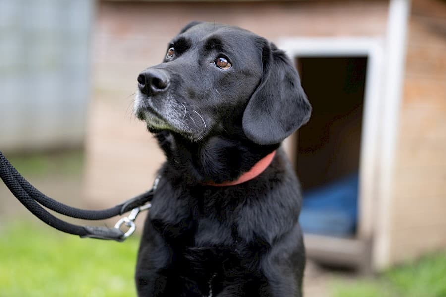 Milo - Labrador Retriever - Bild 2