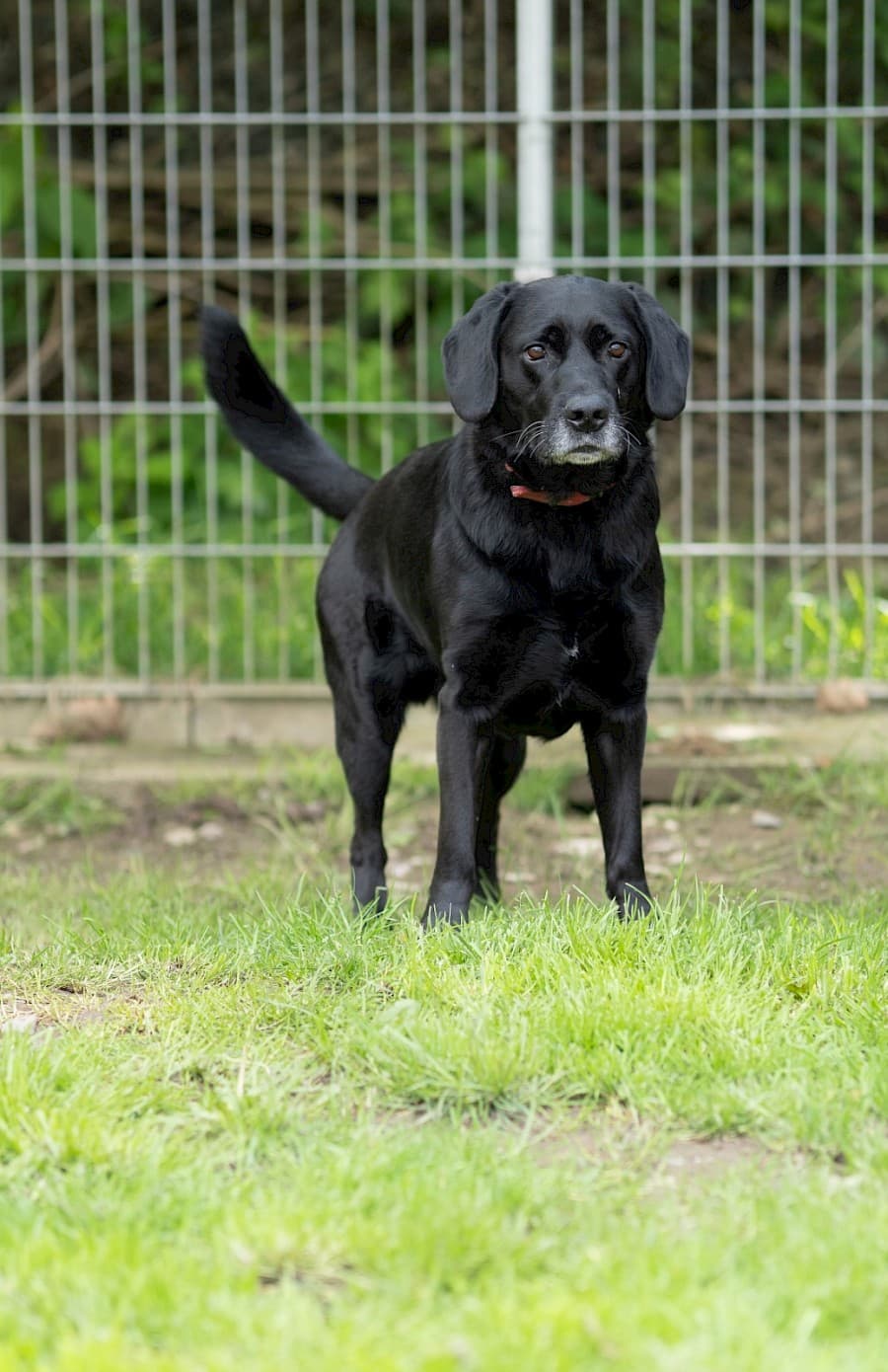 Milo - Labrador Retriever - Bild 5